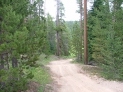 tall_trees