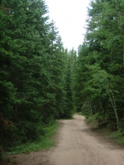 through_the_trees