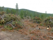 trees_cleared_part_1