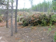 trees_cleared_part_2