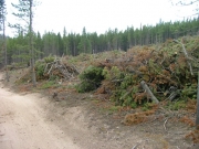 trees_cleared_part_3