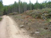 trees_cleared_part_4