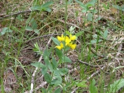 yellow_flower