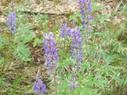 flowers_near_the_trail