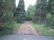 into_the_trees
