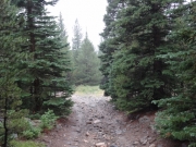 between_trees