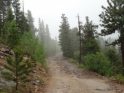 into_the_mist