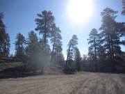 pine_forest