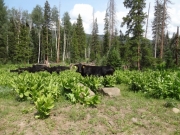cows