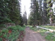 forest