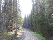 through_trees