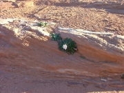 flower_in_slickrock_part_1