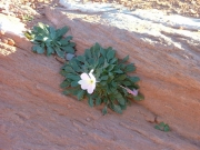flower_in_slickrock_part_2