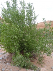 bush