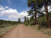 big_trees