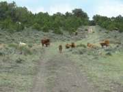cows