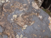 dinosaur_track_1