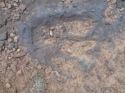 dinosaur_track_2