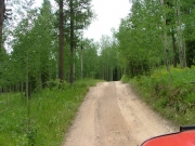 through_aspen_trees