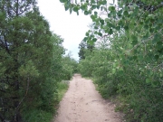 smooth_trail_through_trees