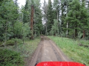 tall_trees