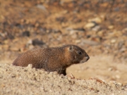 wildlife