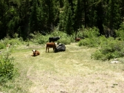 livestock_on_trail
