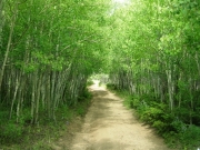 aspens
