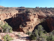 gooseneck
