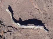 small_branch_big_shadow