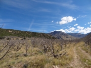 low_trees