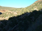 porcupine