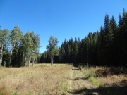 back_into_trees