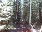 fallen_aspen_leaves