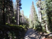 into_the_woods