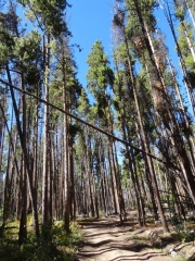 threatening_tree