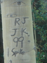 vandalized_tree