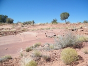 lone_tree