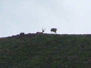 deer