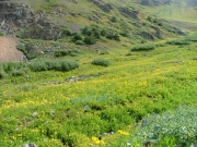 fields_of_flowers