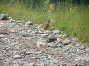 marmot