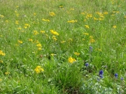 wildflowers
