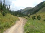 meadow