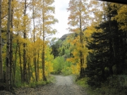 colorful_trees
