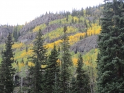green_and_yellow