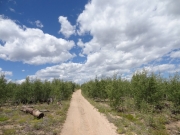 aspens