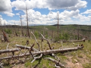 deadwood