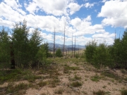 hayman_fire_damage