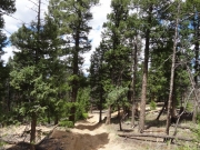 in_the_trees