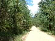 through_the_trees